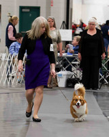 CWCCA MEGAN RED-SABLE D-2755