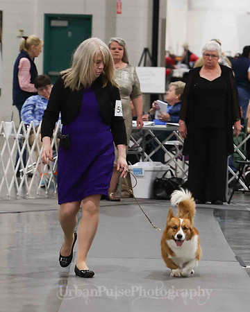 CWCCA MEGAN RED-SABLE D-2755