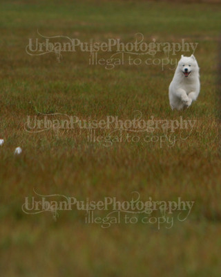 SCA2016_LURE COURSING-7540