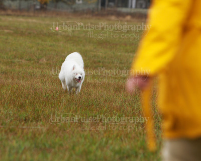SCA2016_LURE COURSING-7749