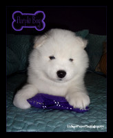 MARLOWE 5 WKS-DSC00083