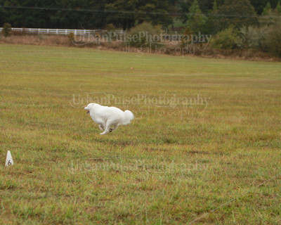 SCA2016_LURE COURSING-7457
