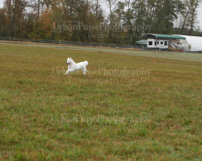 SCA2016_LURE COURSING-7794