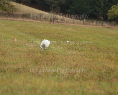 SCA2016_LURE COURSING-7424