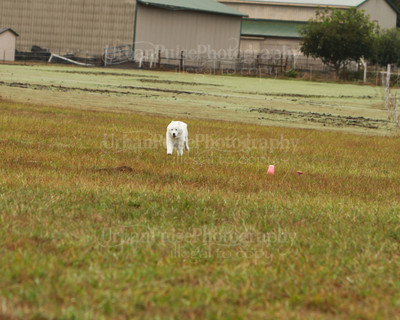 SCA2016_LURE COURSING-7324