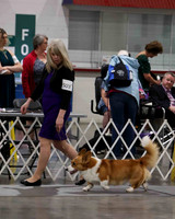 CWCCA MEGAN RED-SABLE D-2759