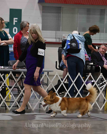 CWCCA MEGAN RED-SABLE D-2759