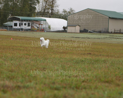 SCA2016_LURE COURSING-7446