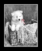 MaterxMayaLitter2 6Wks Pink Girl_2060