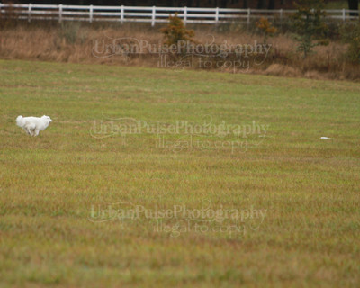 SCA2016_LURE COURSING-7463