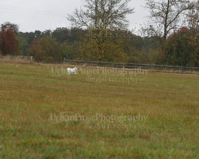 SCA2016_LURE COURSING-7658