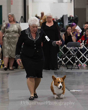 CWCCA MEGAN RED-SABLE D-2781