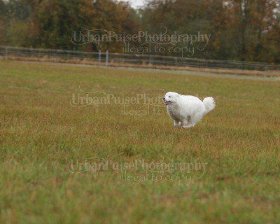 SCA2016_LURE COURSING-7452