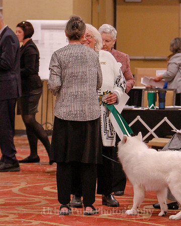 SCA2019 BEST OF-0702 BRED BY