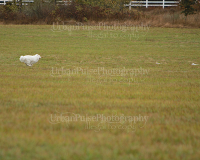 SCA2016_LURE COURSING-7460