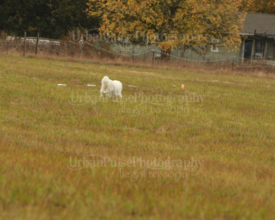SCA2016_LURE COURSING-7264