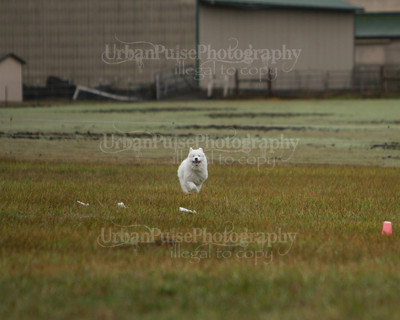 SCA2016_LURE COURSING-7499