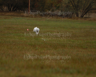 SCA2016_LURE COURSING-7523