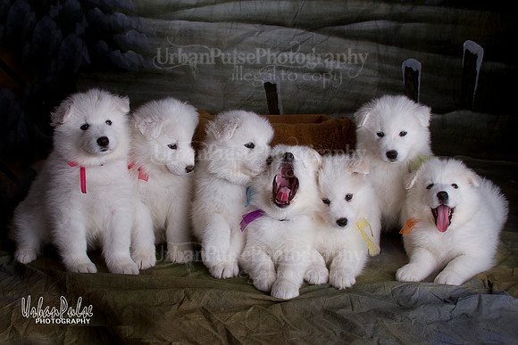 Boomer x Puma Pups 6.5 Wks_0138
