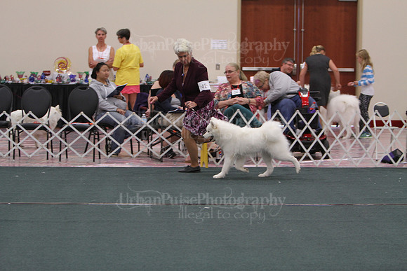 F9-12 Dog-7068