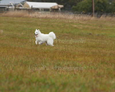 SCA2016_LURE COURSING-7761