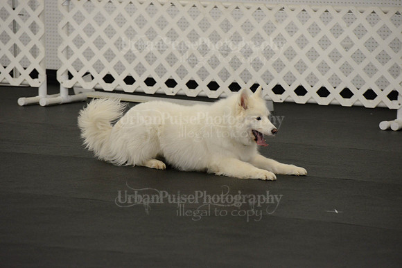 OBEDIENCE-RALLY-3864