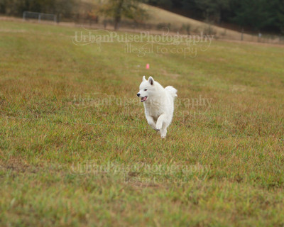 SCA2016_LURE COURSING-7409