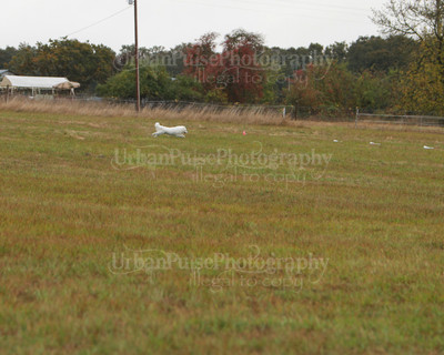 SCA2016_LURE COURSING-7431