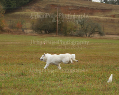 SCA2016_LURE COURSING-7384