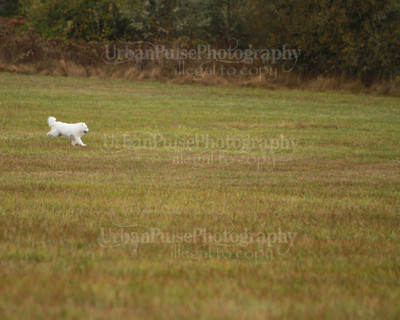 SCA2016_LURE COURSING-7470