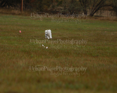 SCA2016_LURE COURSING-7524