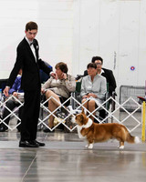 CWCCA MEGAN RED-SABLE D-2724