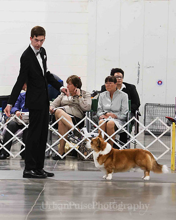 CWCCA MEGAN RED-SABLE D-2724