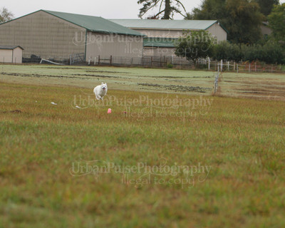 SCA2016_LURE COURSING-7374