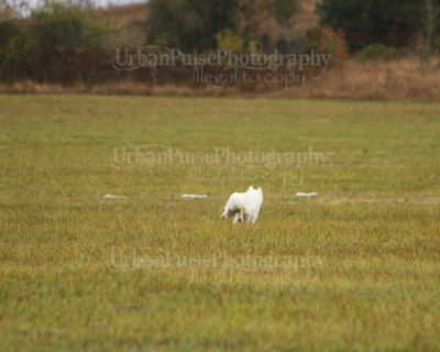 SCA2016_LURE COURSING-7387