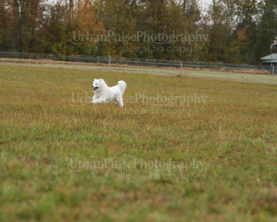 SCA2016_LURE COURSING-7450