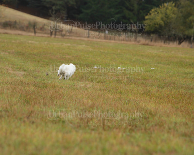 SCA2016_LURE COURSING-7425