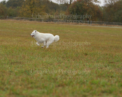 SCA2016_LURE COURSING-7382