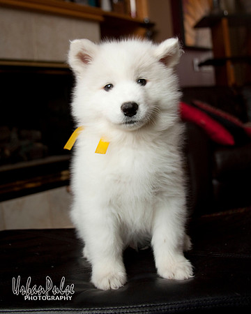 Mater x Maya Gold Boy 7.5 wks_8893