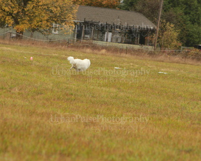 SCA2016_LURE COURSING-7265