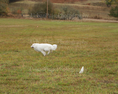SCA2016_LURE COURSING-7455