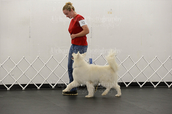 OBEDIENCE-RALLY-3850