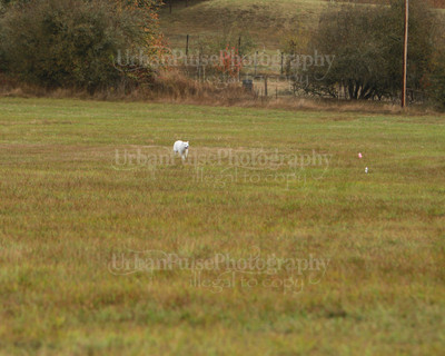 SCA2016_LURE COURSING-7398
