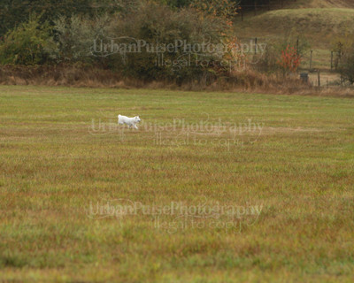 SCA2016_LURE COURSING-7395