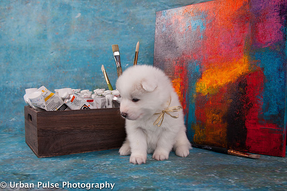 MaterxMayaPups4weeks-8467