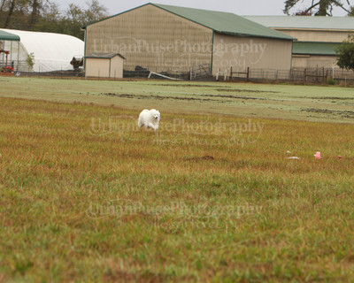 SCA2016_LURE COURSING-7273