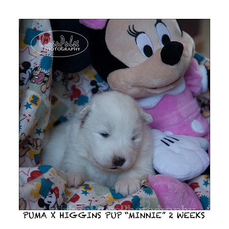 MINNIE_2WEEKS_3430