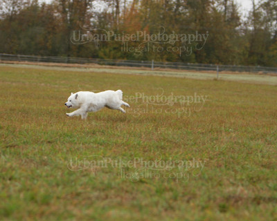 SCA2016_LURE COURSING-7381