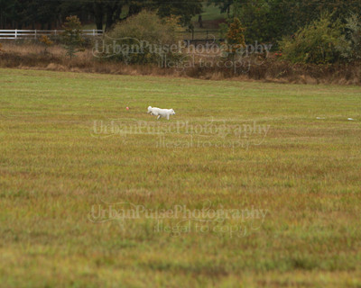 SCA2016_LURE COURSING-7391