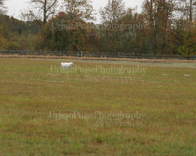 SCA2016_LURE COURSING-7437
